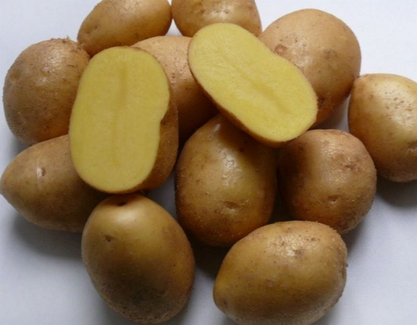 Сорта картофеля описание (голландские сорта), фото, отзывы